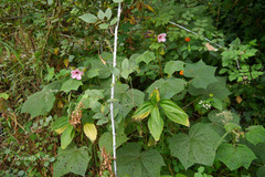 Abelmoschus angulosus var. purpureus